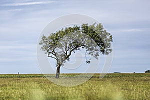 A single tree on the wadden sea island Texel in the Netherlands