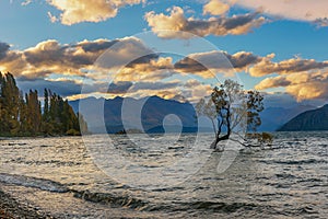 Single tree in Wanaka lake water in New Zealand