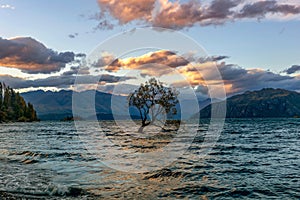 Single tree in Wanaka lake water in New Zealand