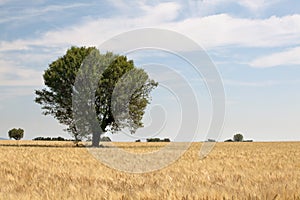 Single tree in wheat field