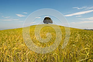 Single tree in wheat field