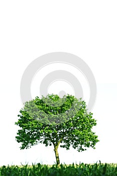 Single tree on white background