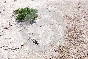 Single tree on a white land