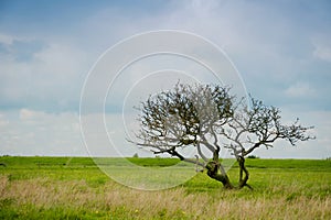 A single tree in a wide field