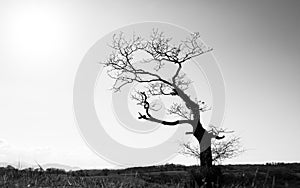 Single tree in winter, black and white photography