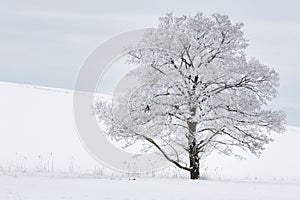 Single tree in winter covered with hoarfrost