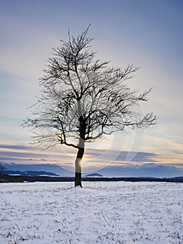 Single tree on a snowy meadow at sunset