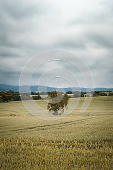 Single tree on yellow cornfiled infront of thunderstorm clouds at sunrise sunset blue yellow