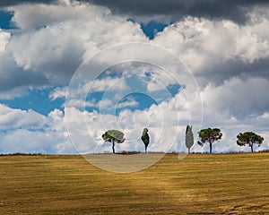 Single trees line hillside ridge in Tuscany, Italy.CR2