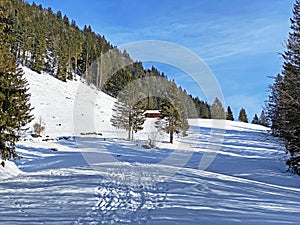 Single trees and mixed subalpine forest in the snow-covered glades of the Obertoggenburg region, Unterwasser - Switzerland