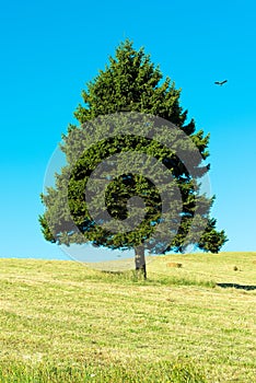 Single triangle shaped tree on the field against a blue sky photo