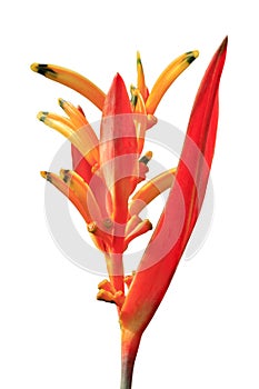 Single tropical orange flower Heliconia