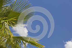 Single Tropical Palm Trees Against Blue Sky and Clouds