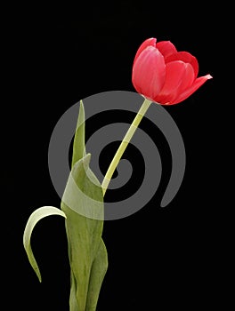 Single Tulip