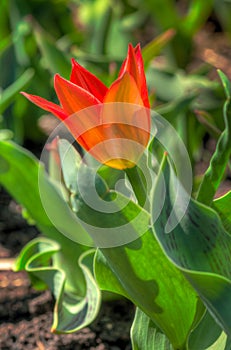 Single Tulip in Bloom