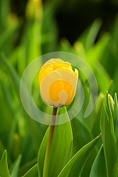 Single tulip flower