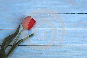 Single tulip flower on blue wooden background