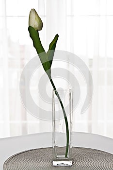 Single tulip in a glass vase against a bright window