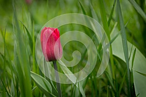 Single tulip in the grass.