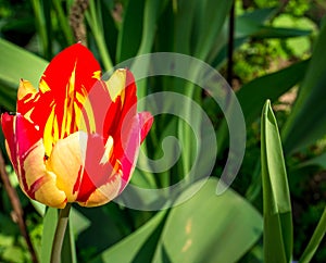 Single tulip with green leaves on the background.