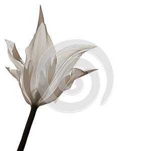 Single tulip, sepia-toned