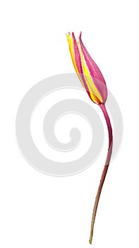 Single tulip unopened on white background photo