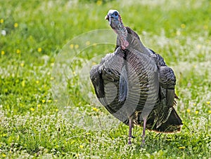 In a field of wildflowers, a male turkey throws back his head and gobbles.