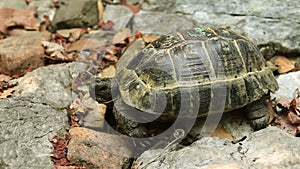 Single Turtle