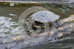 Single Turtle on a tree trunk in water