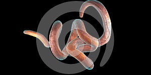 Single twisted nematode on a black background