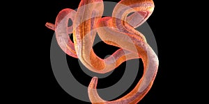 Single twisted nematode or thread worm on a black background