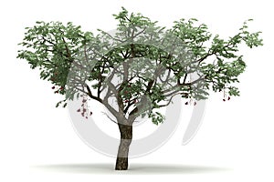 Single Ucla Tree photo