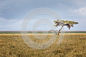 A single umbrella acacia with two vultures in the savannah of the Serengeti, Tanzania