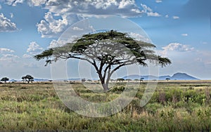 A single umbrella acacia with two vultures in the savannah of the Serengeti, Tanzania