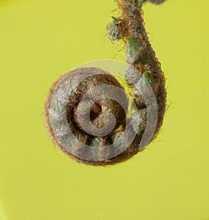 Single unfurled fern frond against plain green background with copy space