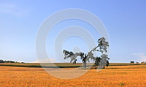 Single unique tree in the middle of soybean fields