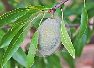 Single unripe almond on almonds tree
