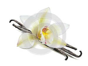 Single vanilla flower pods isolated