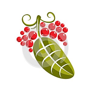 Single vector flat green leaf with tendrils and red seeds. Herbal and botany symbol, spring season natural icon isolated on white
