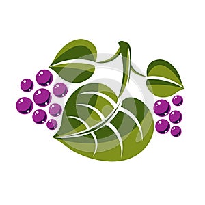 Single vector flat green leaf with violet seeds or berries. Herb