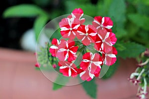 Single Verbena Sweet dreams Voodoo star plant with big cluster of vivid red and peachy white starred flowers growing in local