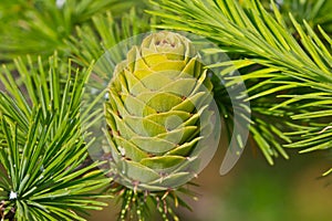 Single verdant larch cone closeup