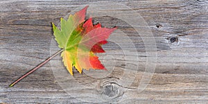 Single vibrant autumn maple leaf on rustic wood