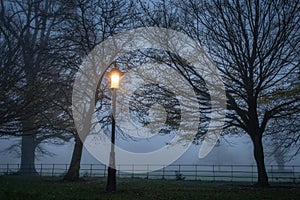 Single vintage street lamp illuminating trees in the thick fog in Farmleigh Phoenix Park, Ireland