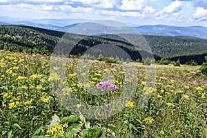 Single violet blossom flower between yellow flowers on the top of mountain