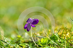 Single violet flower close-up on green grass photo