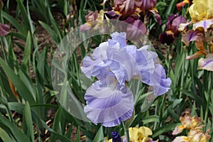 Single violet flower of iris