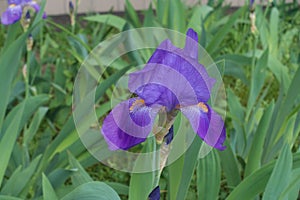 Single violet flower of Iris germanica