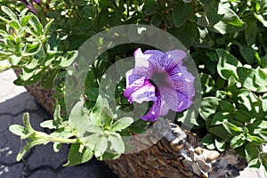 Single violet flower of petunia in June