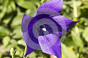 Single violet flower of Platycodon grandiflorus in the garden, close up